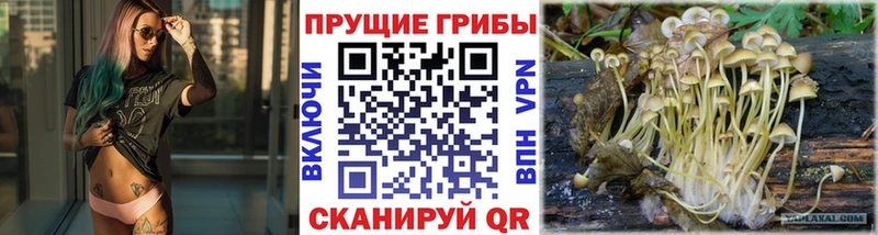Псилоцибиновые грибы GOLDEN TEACHER  маркетплейс как зайти  Ессентуки  сколько стоит 